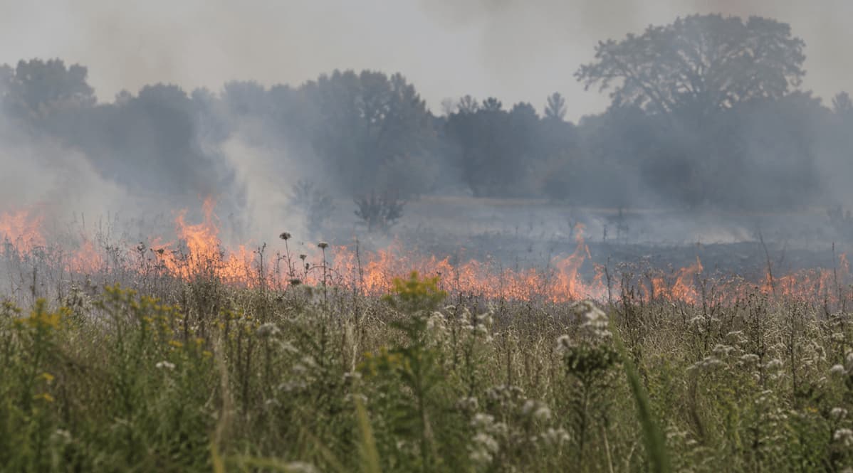 Allergies Or Air Pollution? How To Tell Which One You Are Reacting To