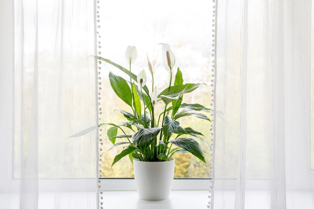 Top 10 Best Air-Purifying Houseplants with Names (NASA Study) - Indoor Air Quality Guide