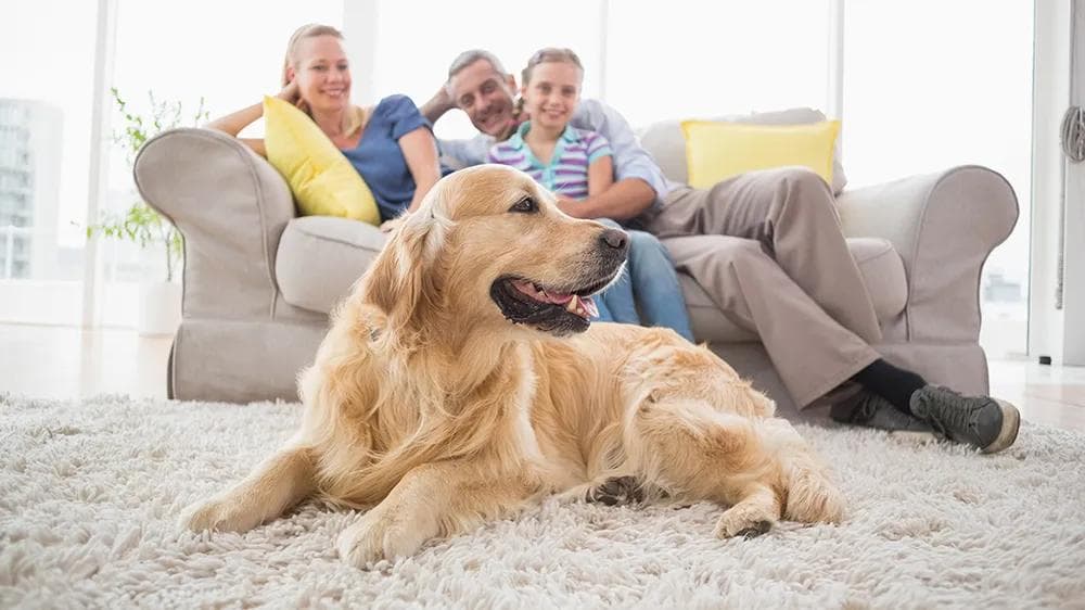 How to Get Rid of Pet Dander in Your House