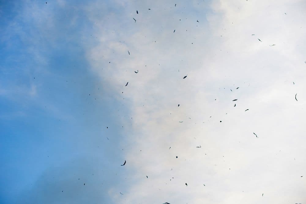 Long Term Health Effects of Wildfire Smoke Inhalation on Humans—New Data Reveals Hidden Risks