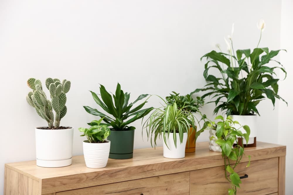 Top 10 Best Air-Purifying Plants for Cleaner Indoor Air Quality