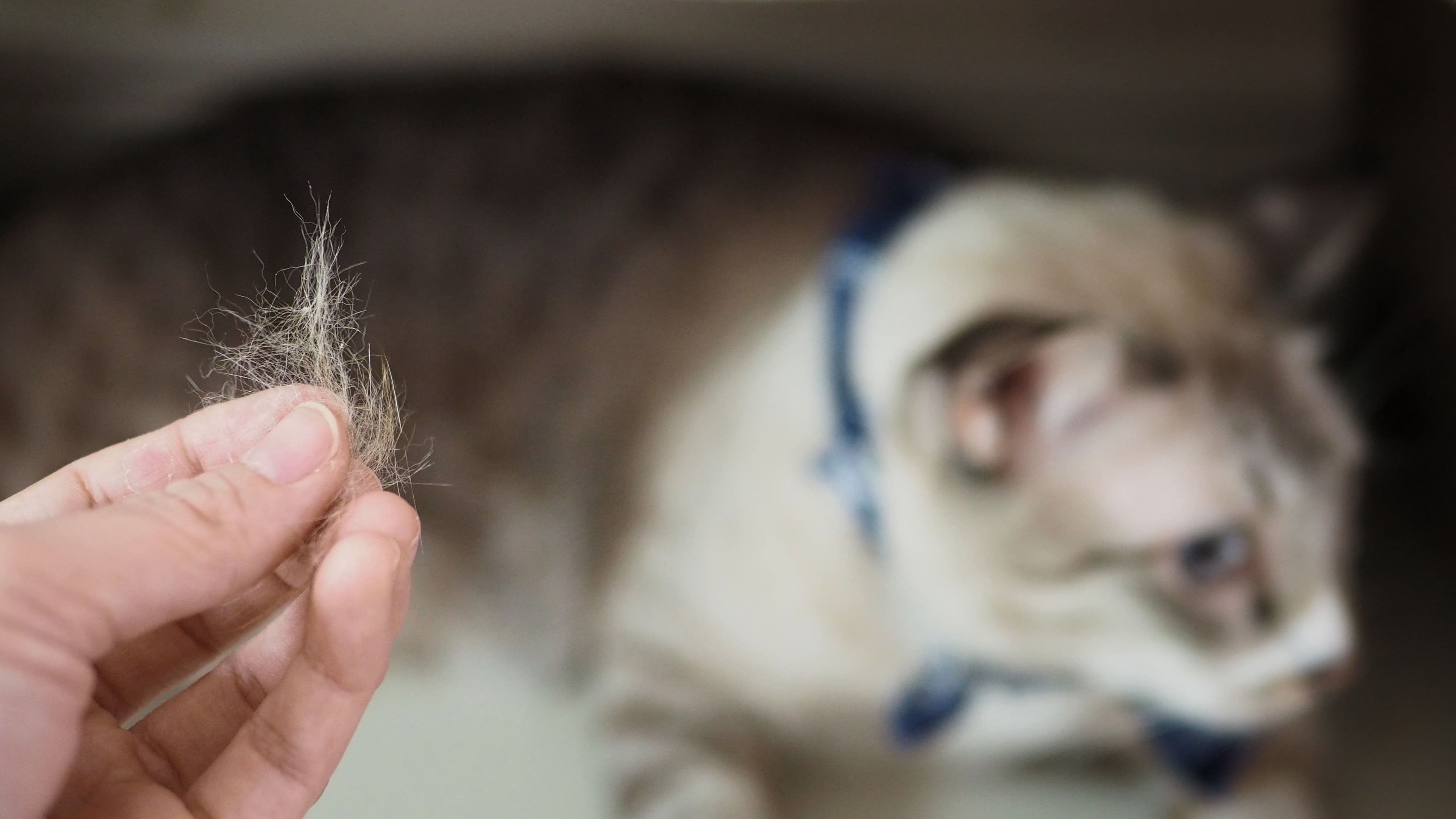 Comment éliminer et se débarrasser des allergènes provenant des animaux de compagnie dans l'air de votre maison