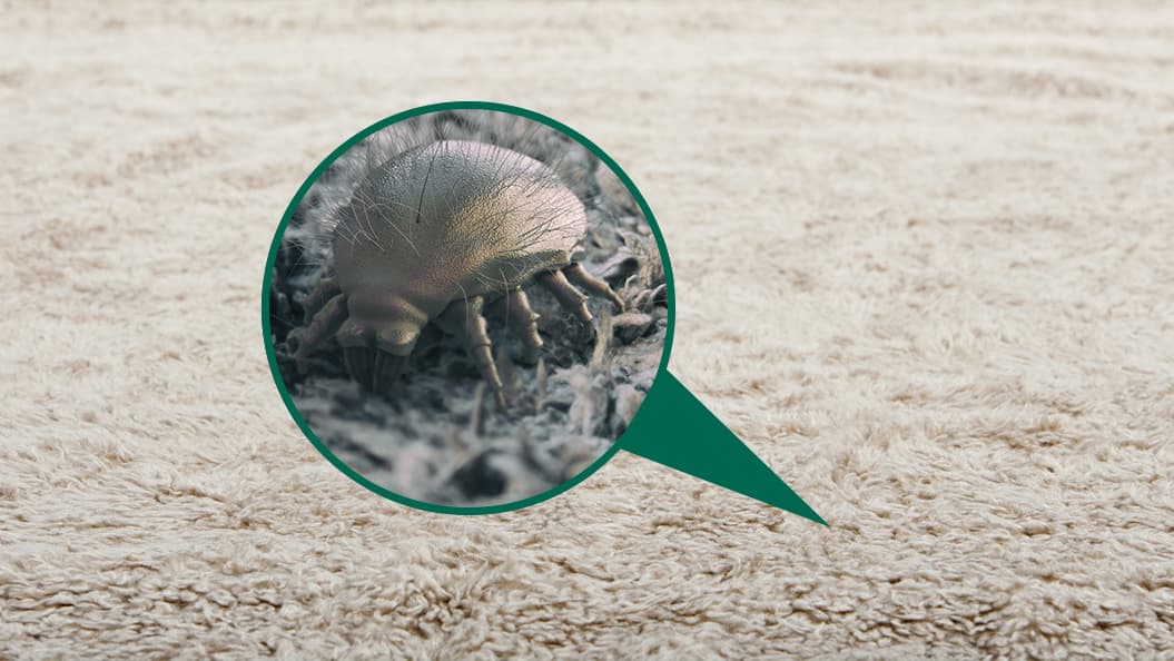 Ways to Get Rid of Dust Mites