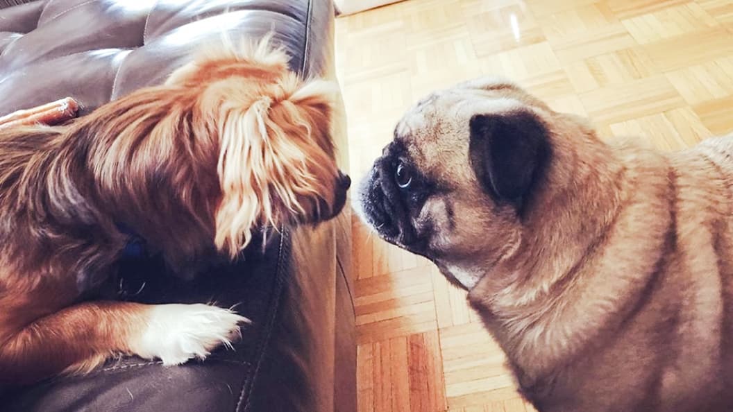 Best Furnace Filters for Homes With Pets